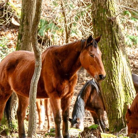 Гостевой дом Centro Trekking A Cavallo Monte Brugiana Масса Экстерьер фото
