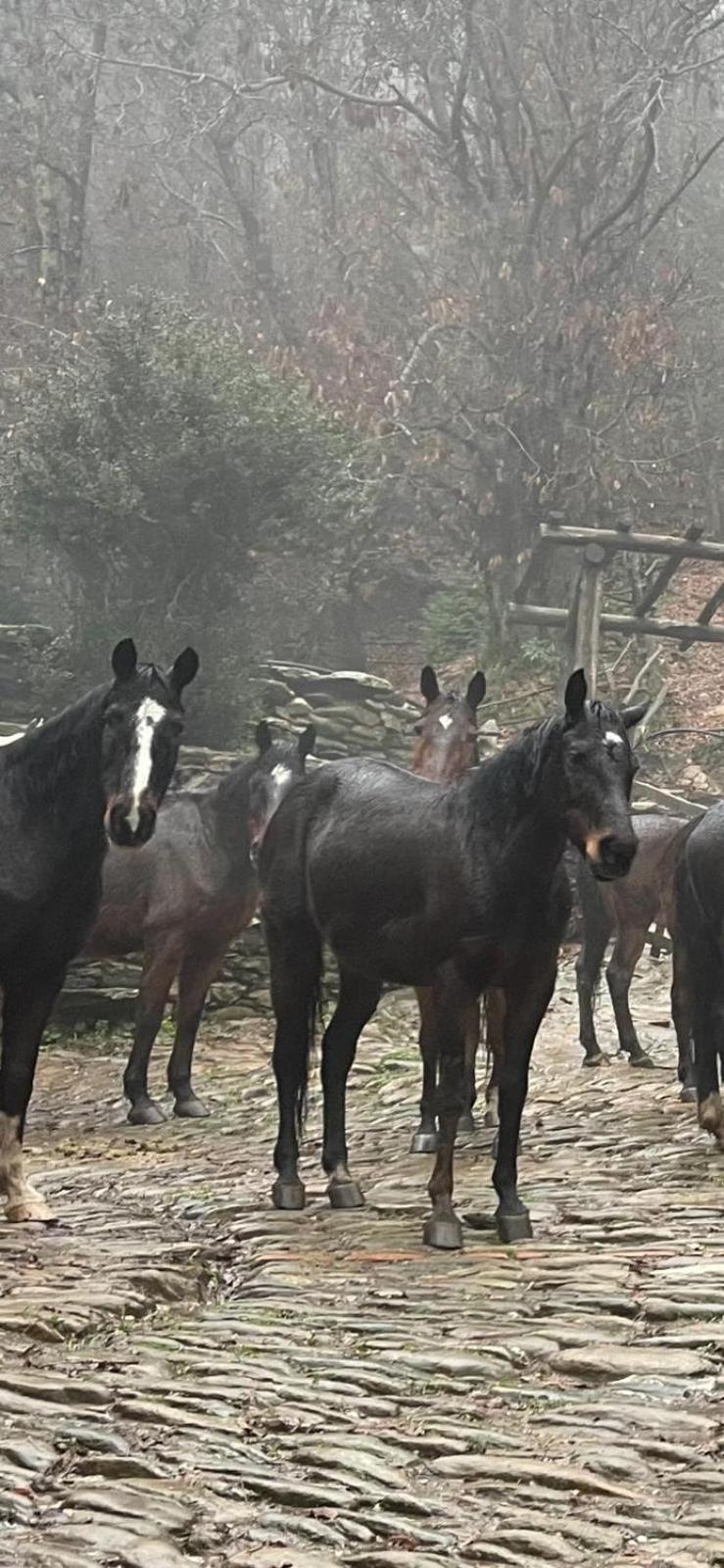 Гостевой дом Centro Trekking A Cavallo Monte Brugiana Масса Экстерьер фото
