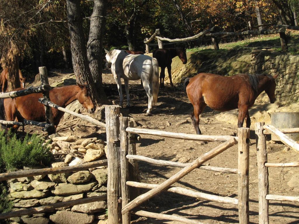 Гостевой дом Centro Trekking A Cavallo Monte Brugiana Масса Экстерьер фото